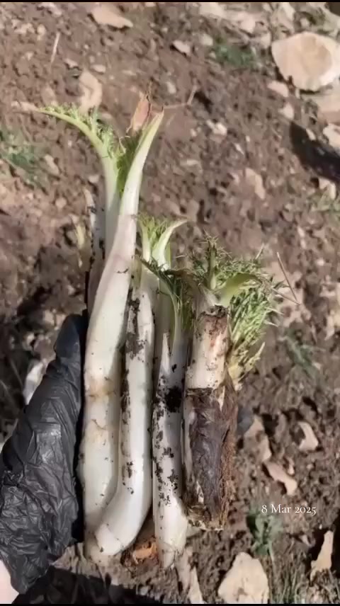 @buşhra.gardii🦋