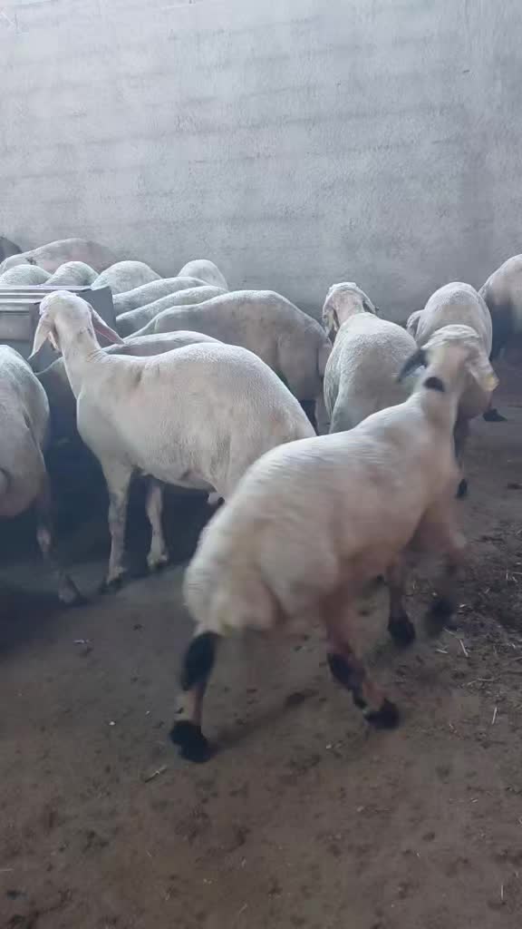 @Ramazan Gültekin