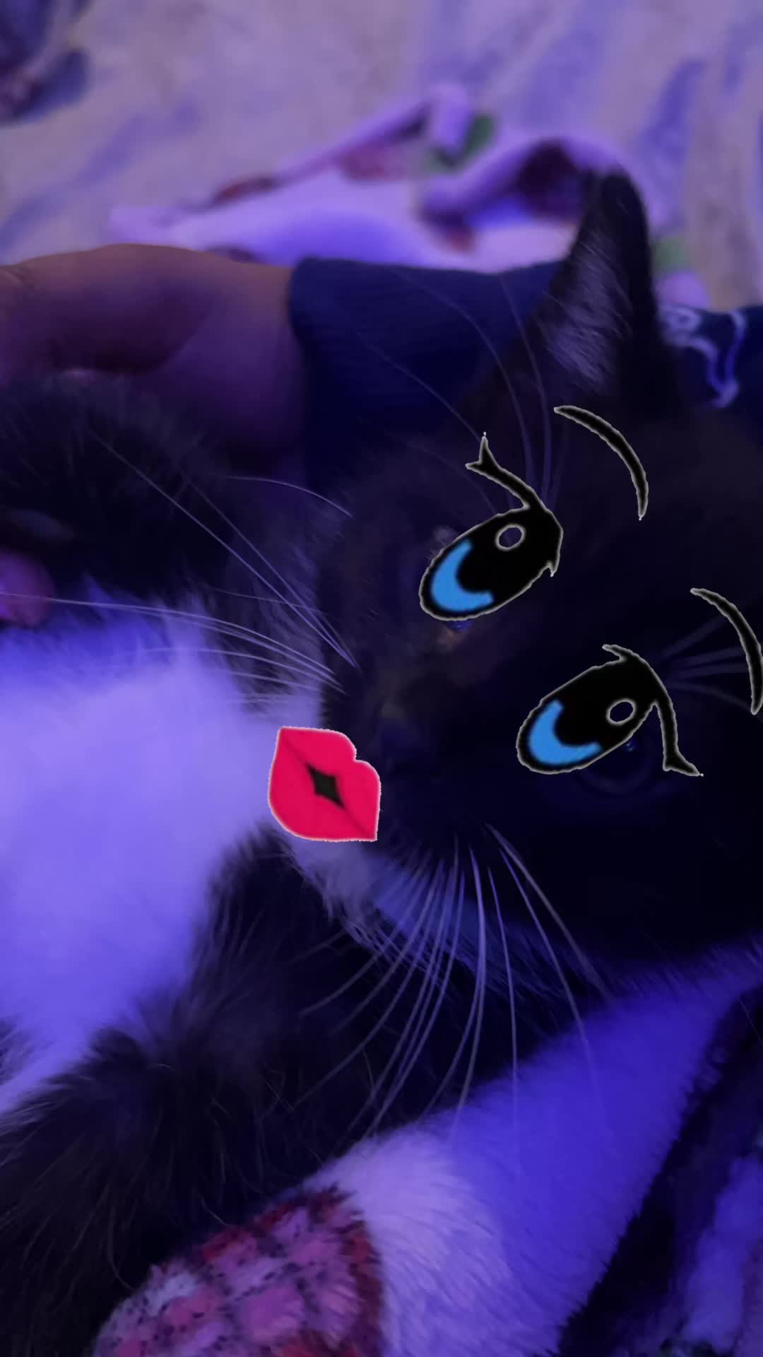 @☆࿐ཽ༵༆༒кιттукαт༒༆࿐ཽ༵☆