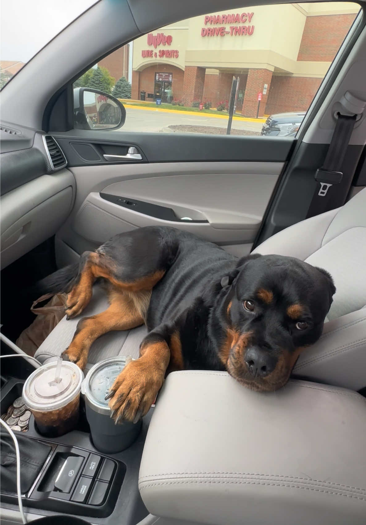 @Kasey the Rottie