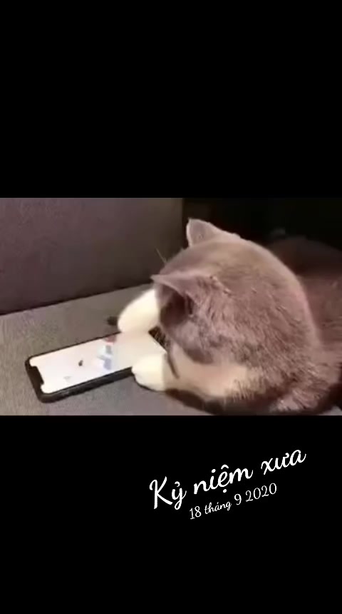 @JBN CATS