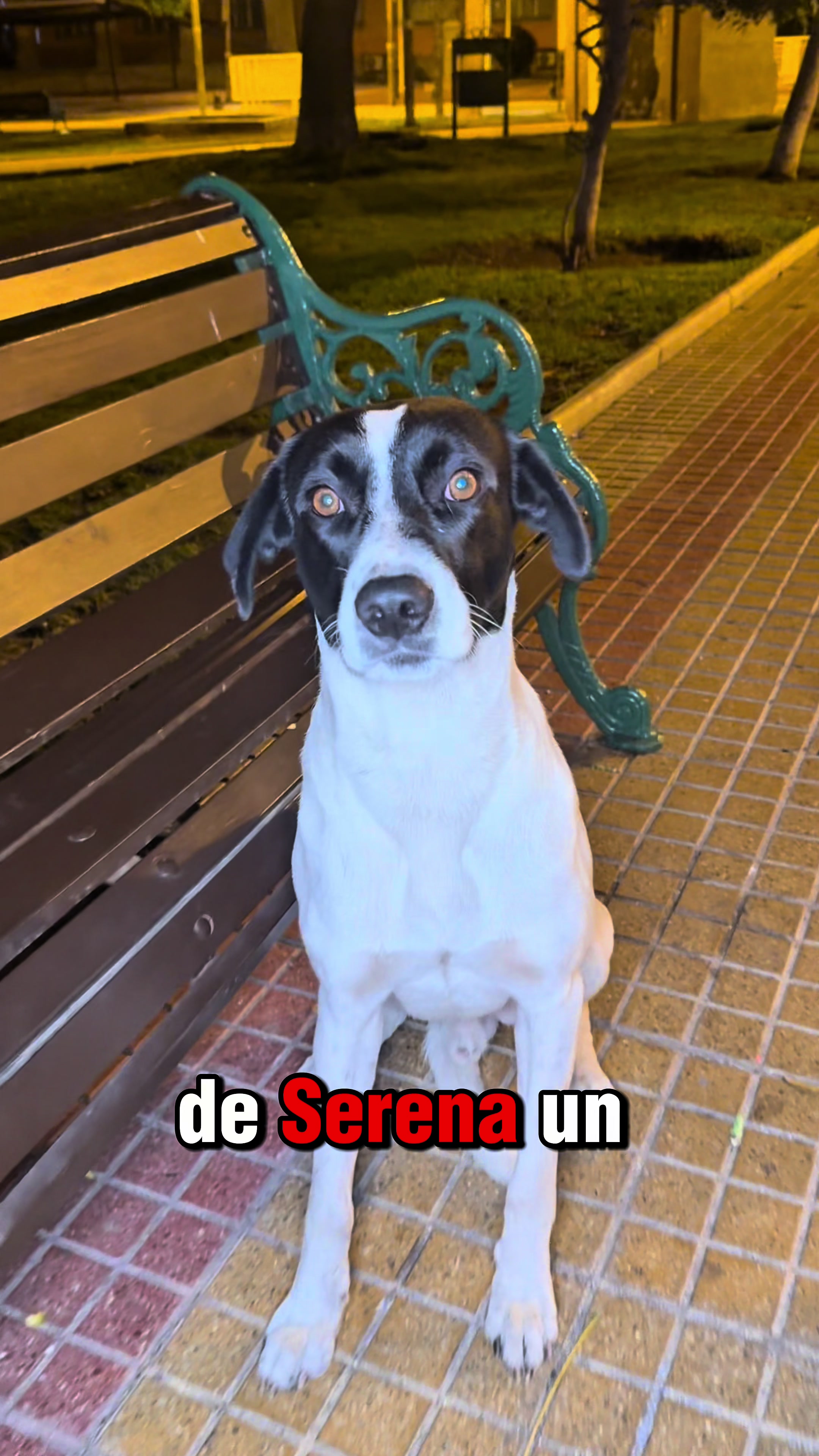 @Proyecto bene la serena