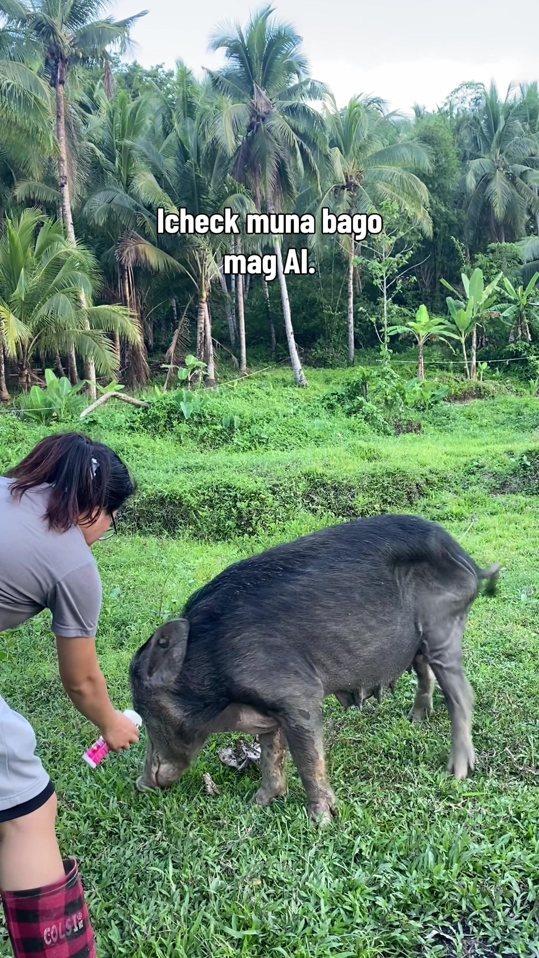 @Marj Pig Farm Vlogs