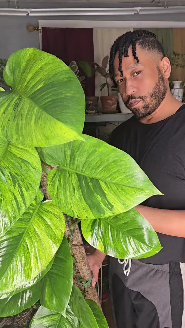 @JT - BigEGOPlants