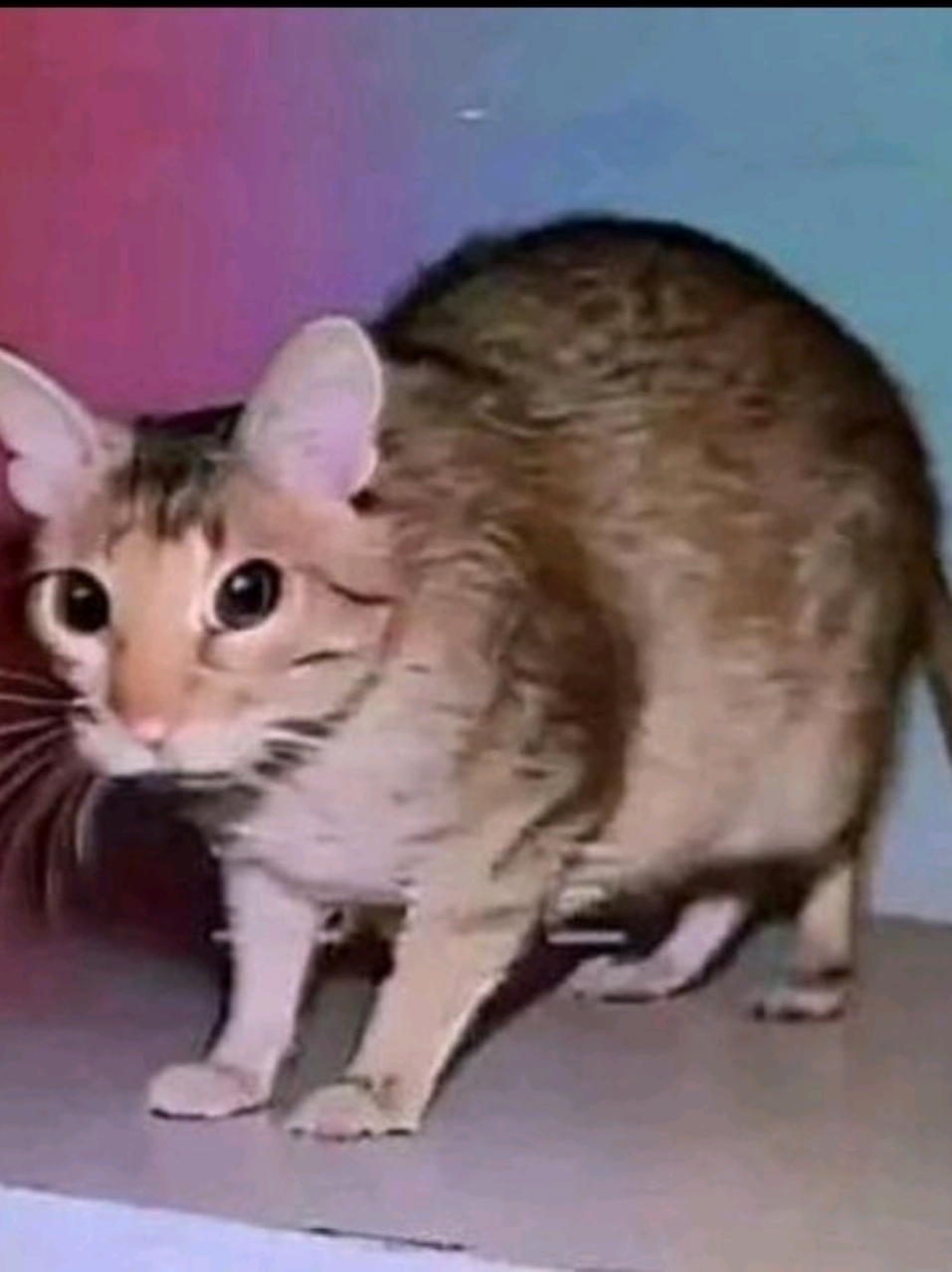 @⋆𝓥𝓮𝓻𝓲𝓽𝓸 ⋆