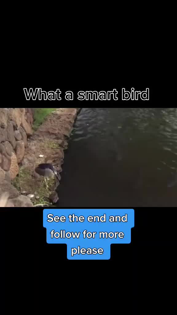 @Bird Man🦅 🇿🇦