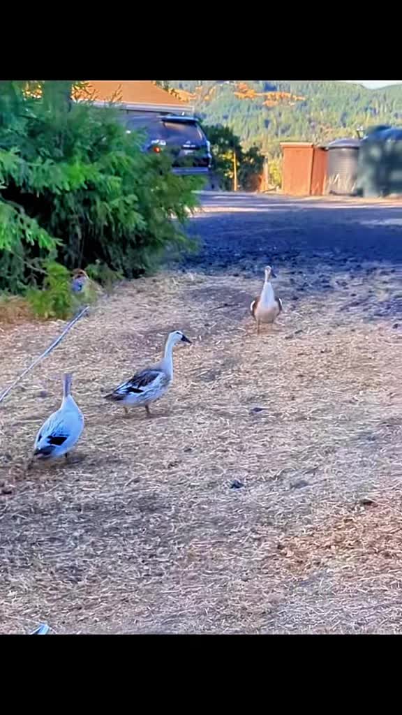 @Mother Duckers Homestead