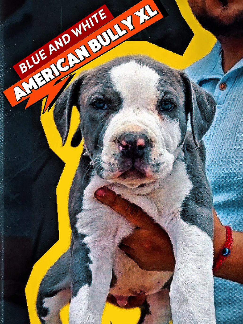 @GALVAN BULLY KENNEL OFFICIAL