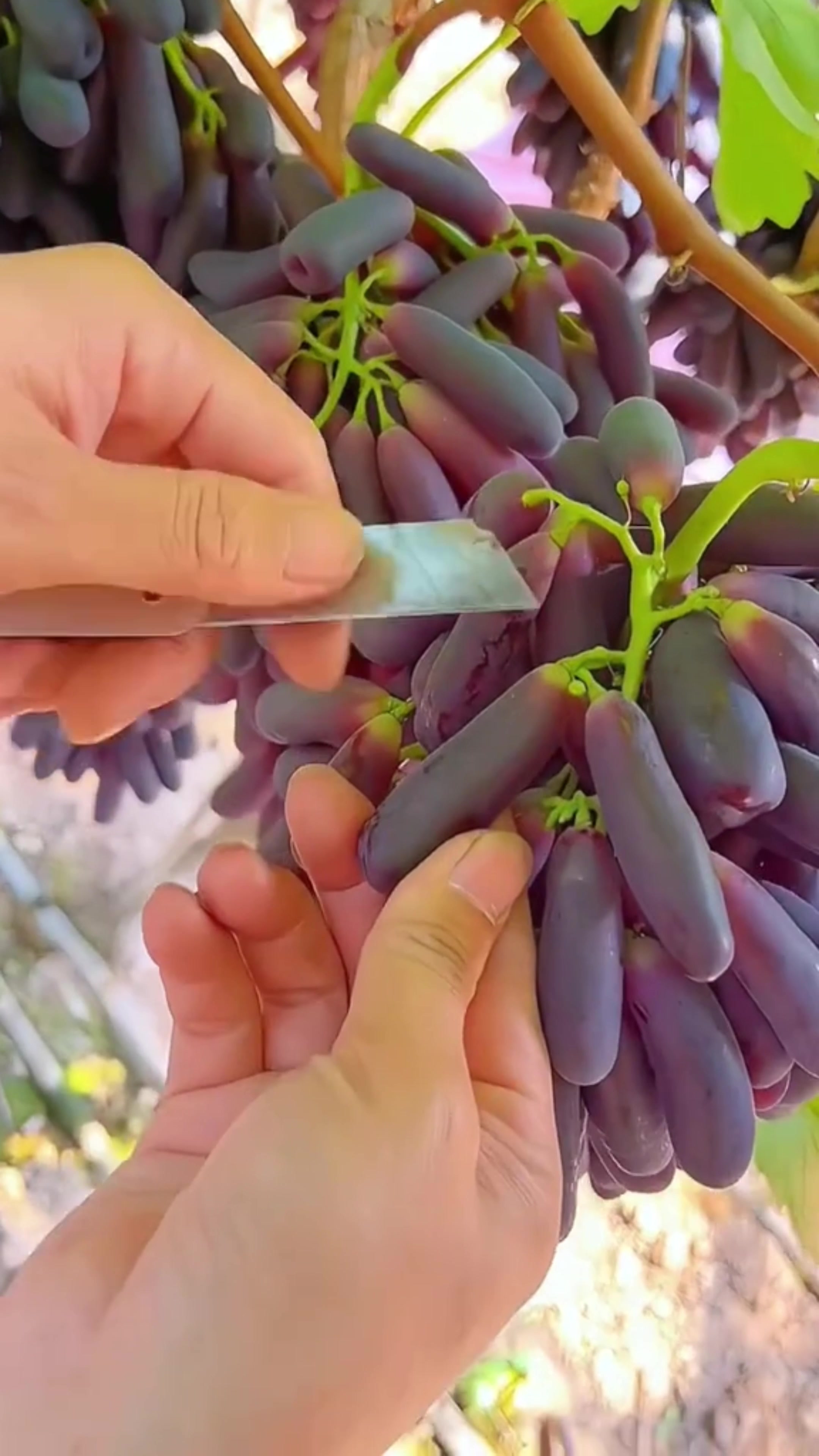 @Fruit happy