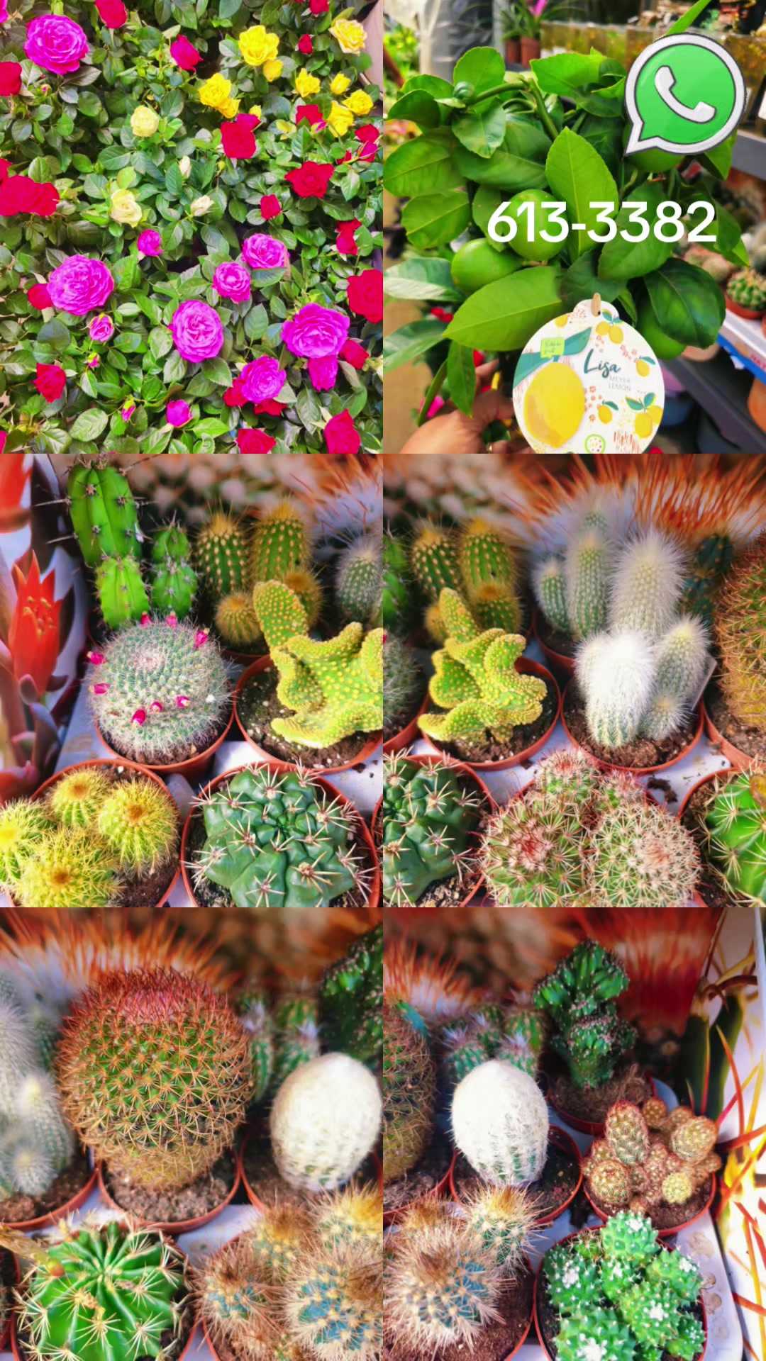 @Ambika's Plant Shop