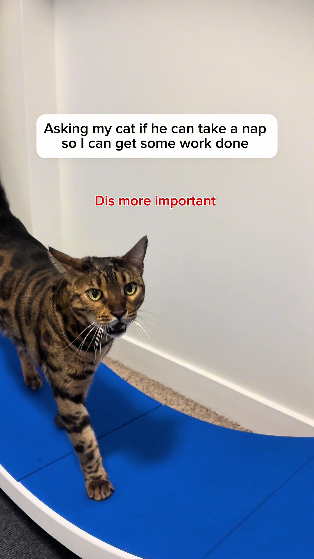 @Three Nawty Cats