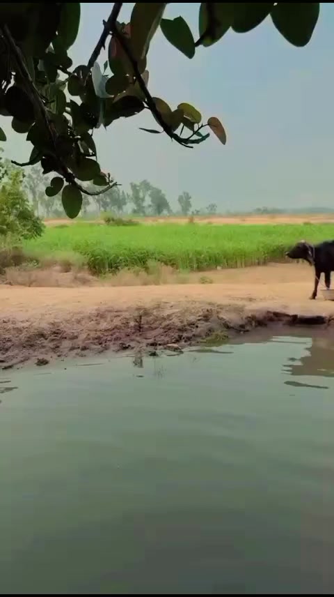 @manijut97
