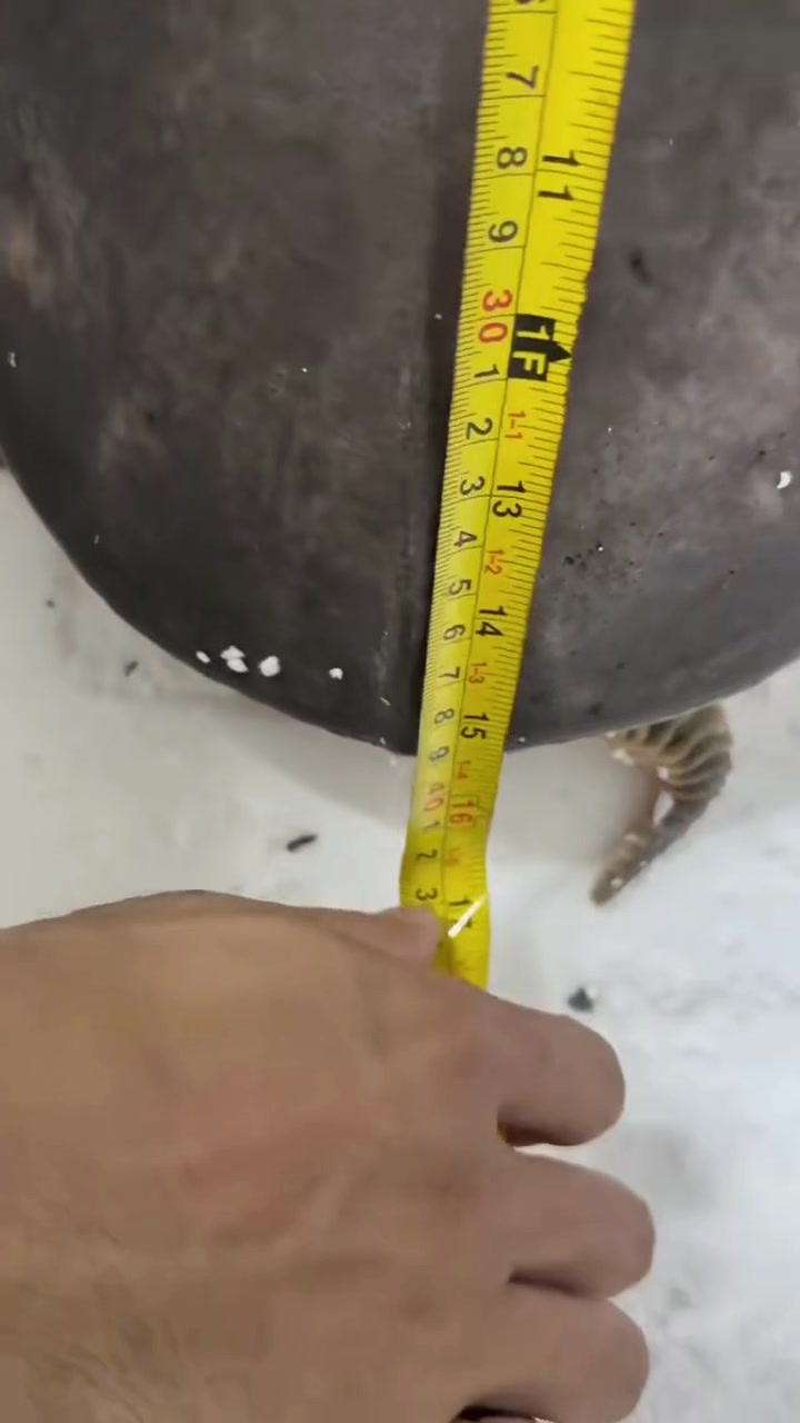 @網上看魚