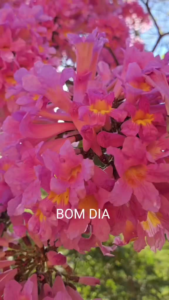 @zemarcos
