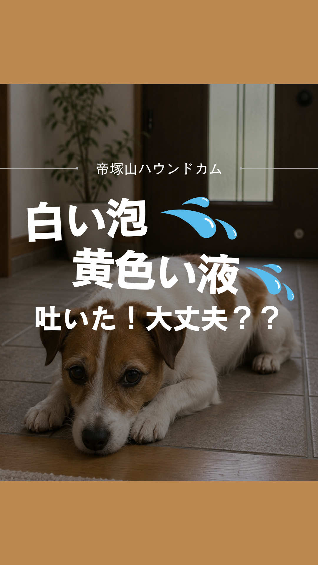 @帝塚山ハウンドカム