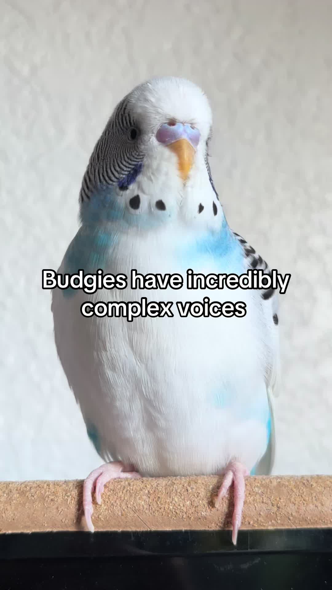 @Tiny Tweets