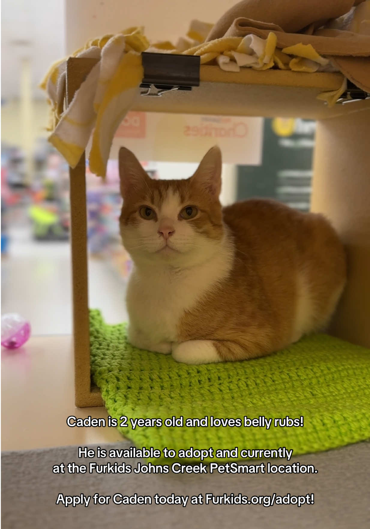 @Deanna | ATL Animal Rescue 🖤