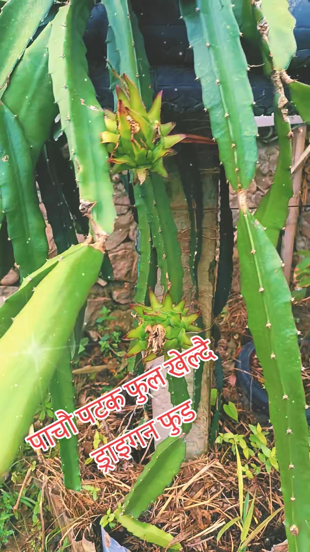 @खनाल कान्छो 🇳🇵❤️❤️