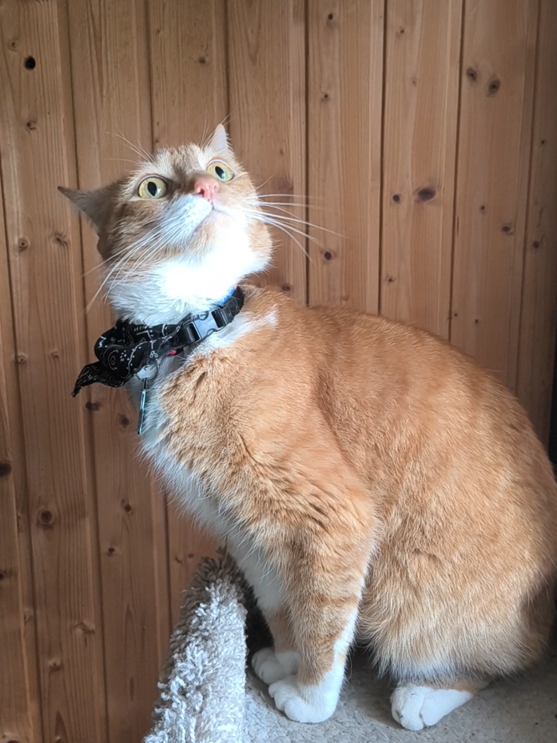 @Oskarcats