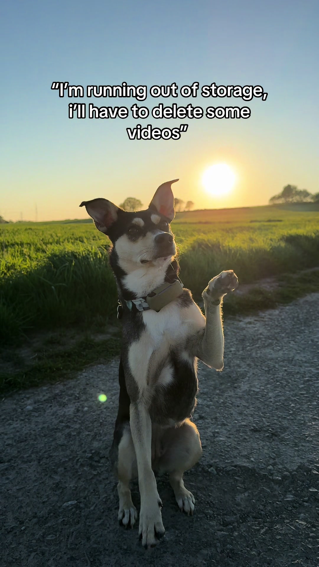 @🐾