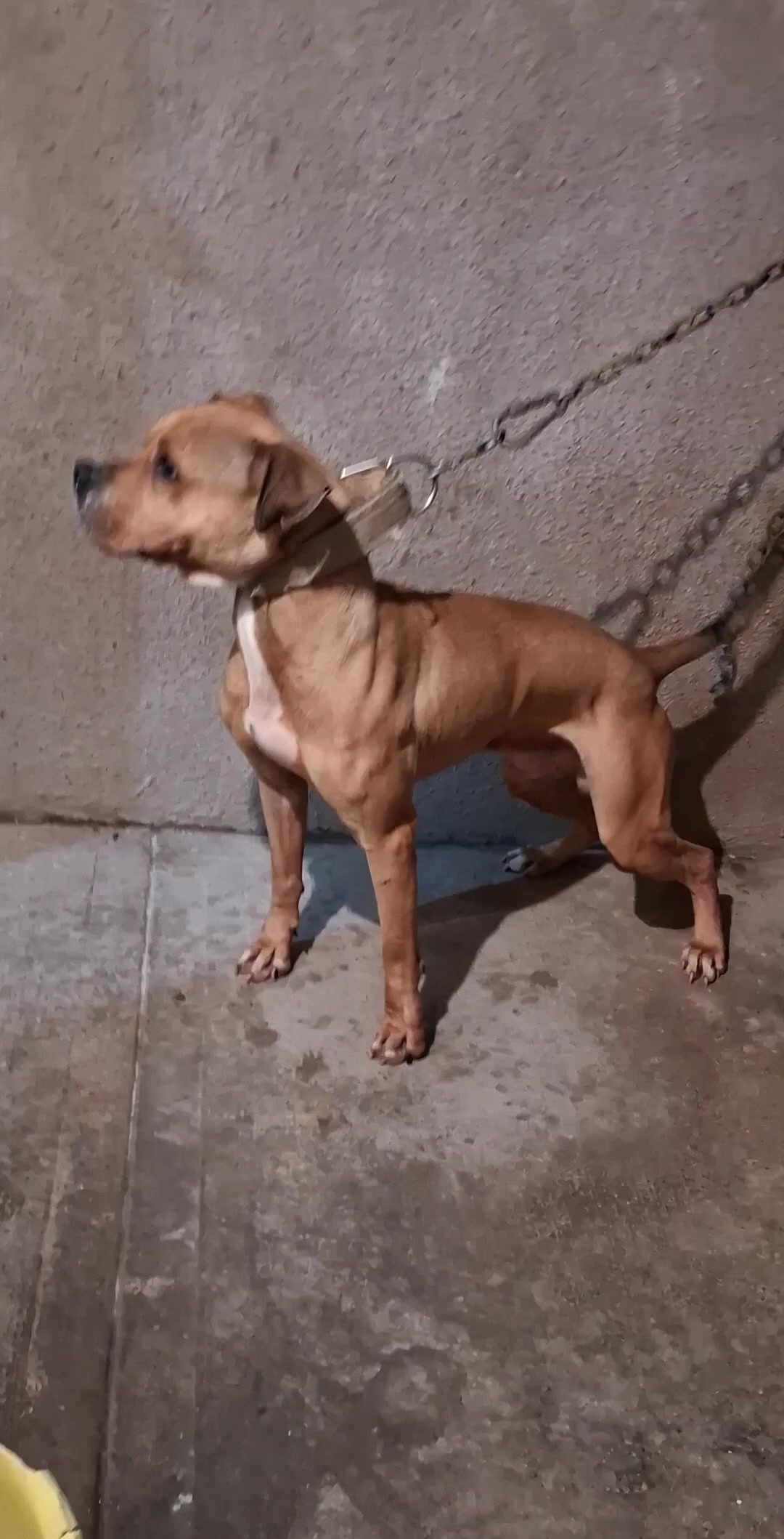 @TrueGamedogsMx214420