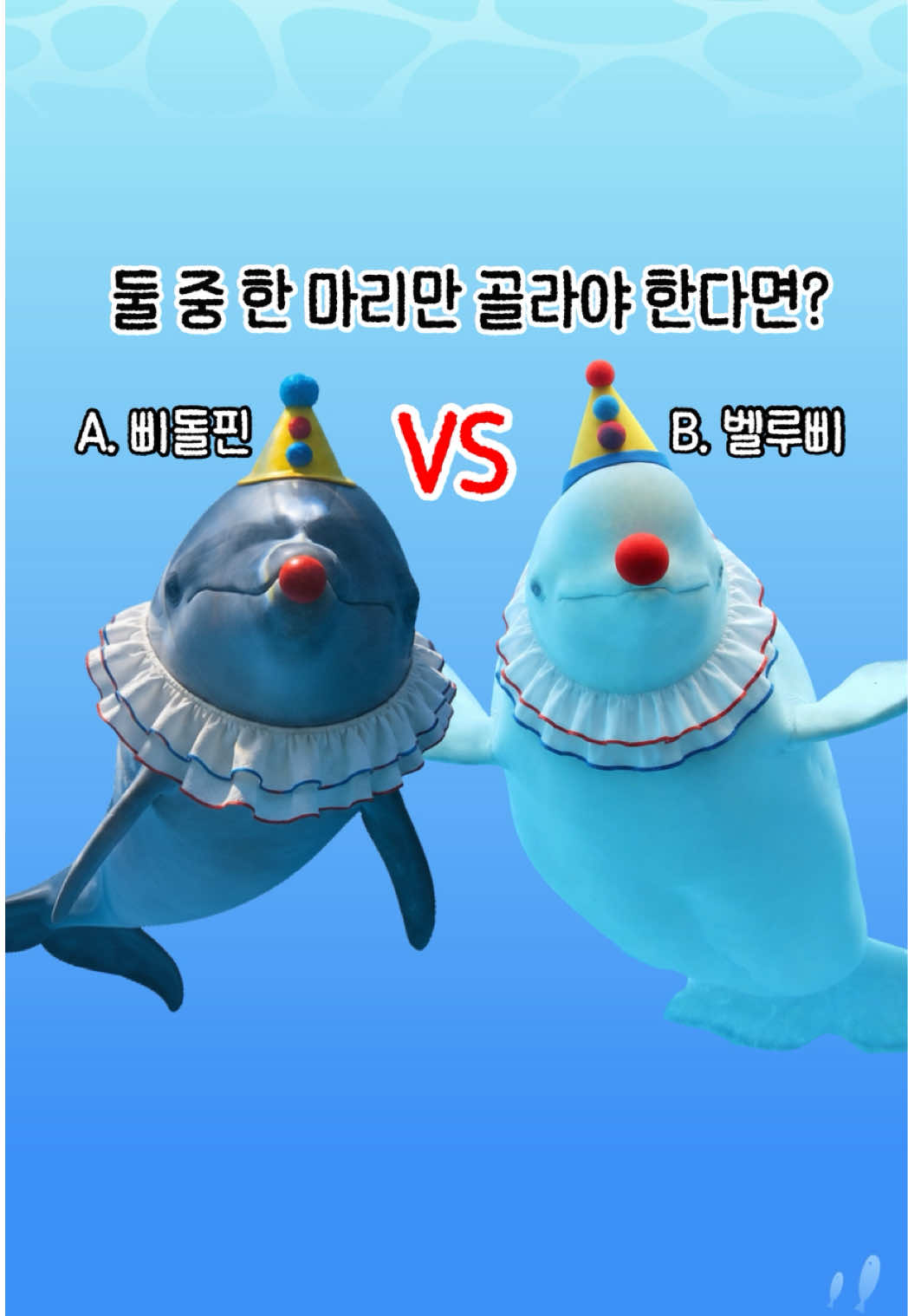 @DolphinTok