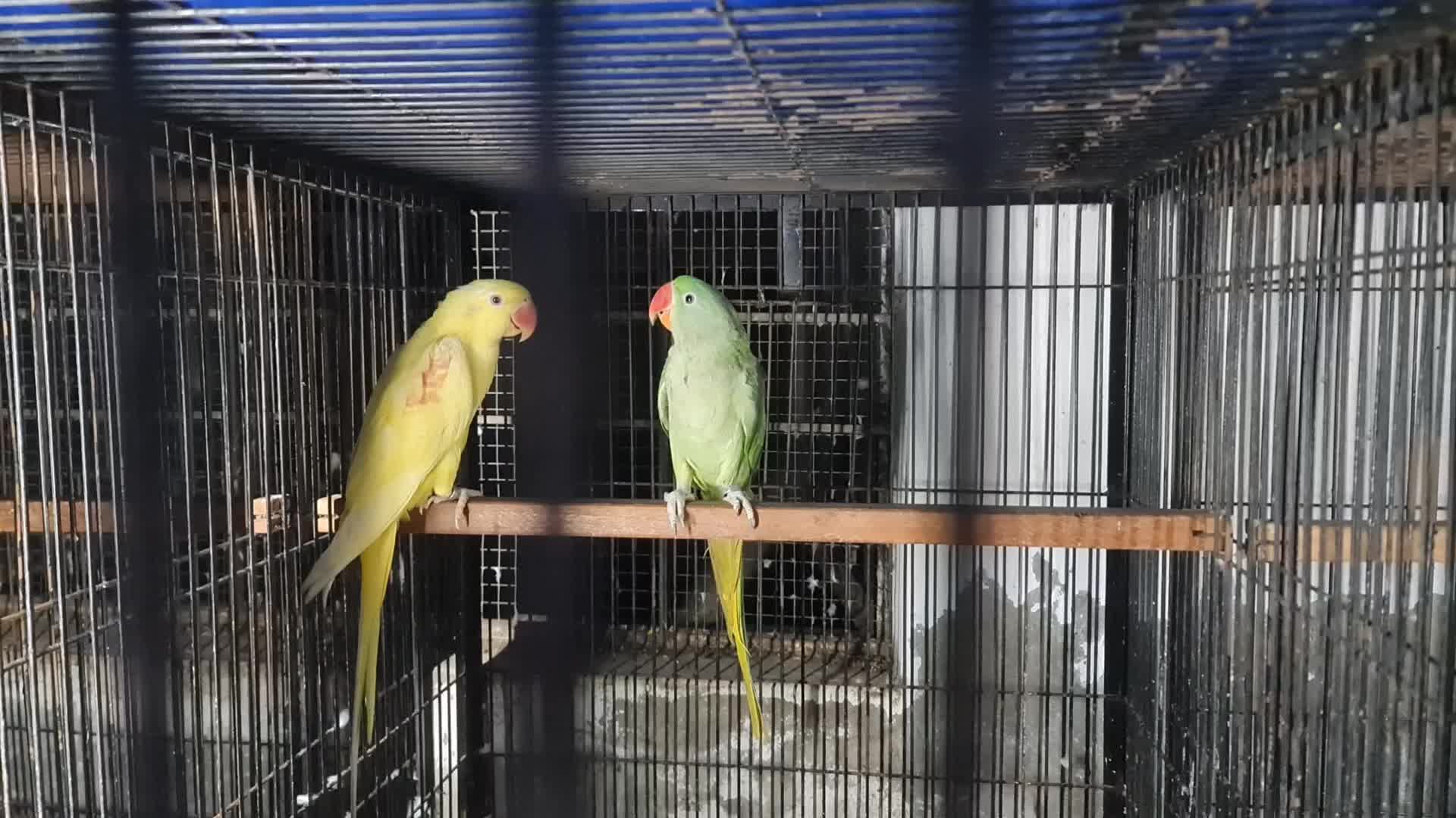 @ROYAL BIRD US