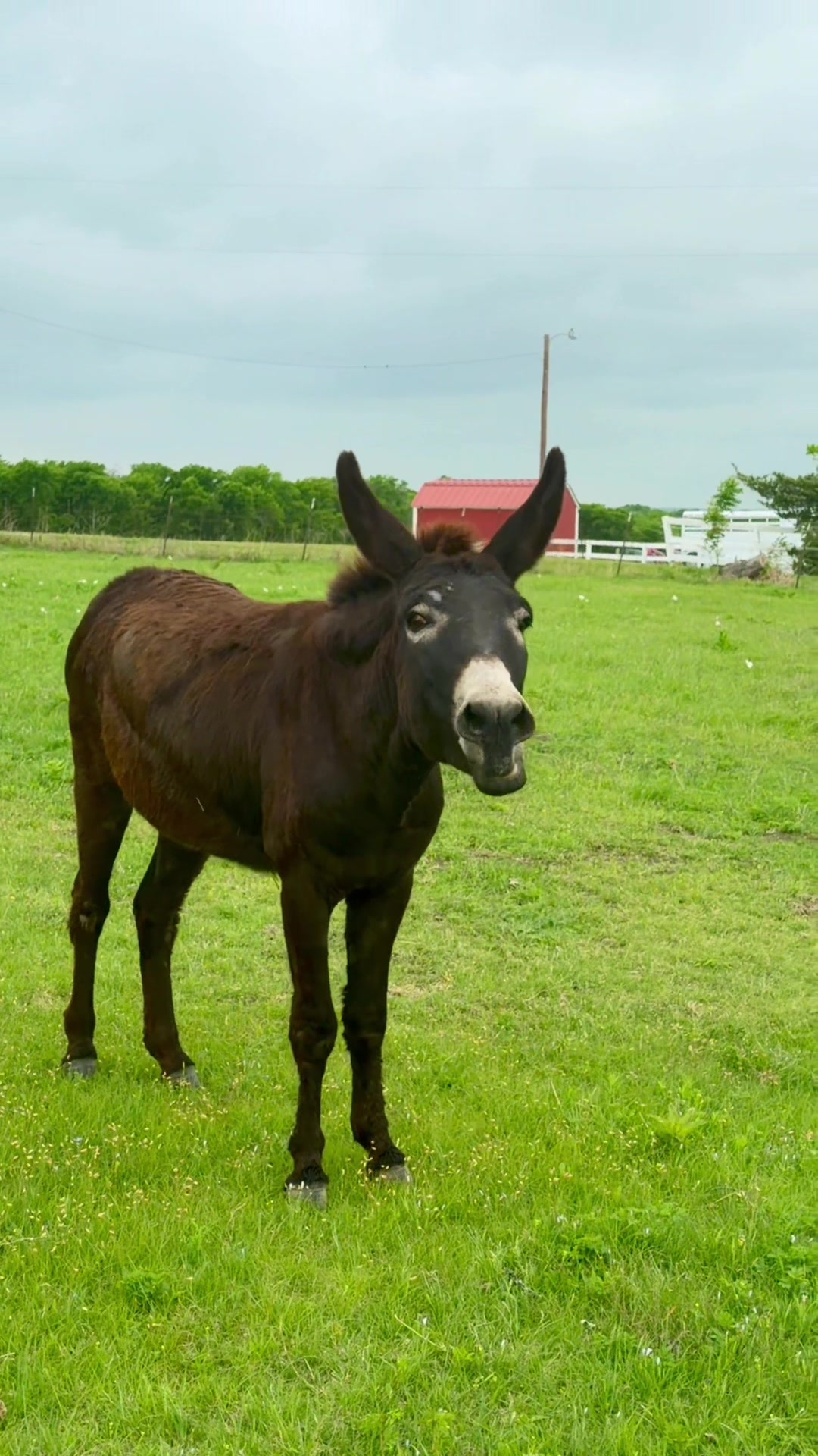 @DonkeyandHoundMama