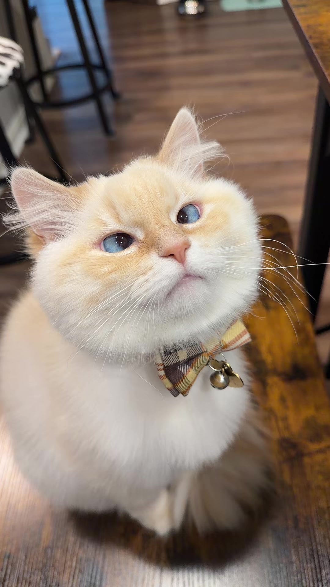@jaredthecrosseyedcat