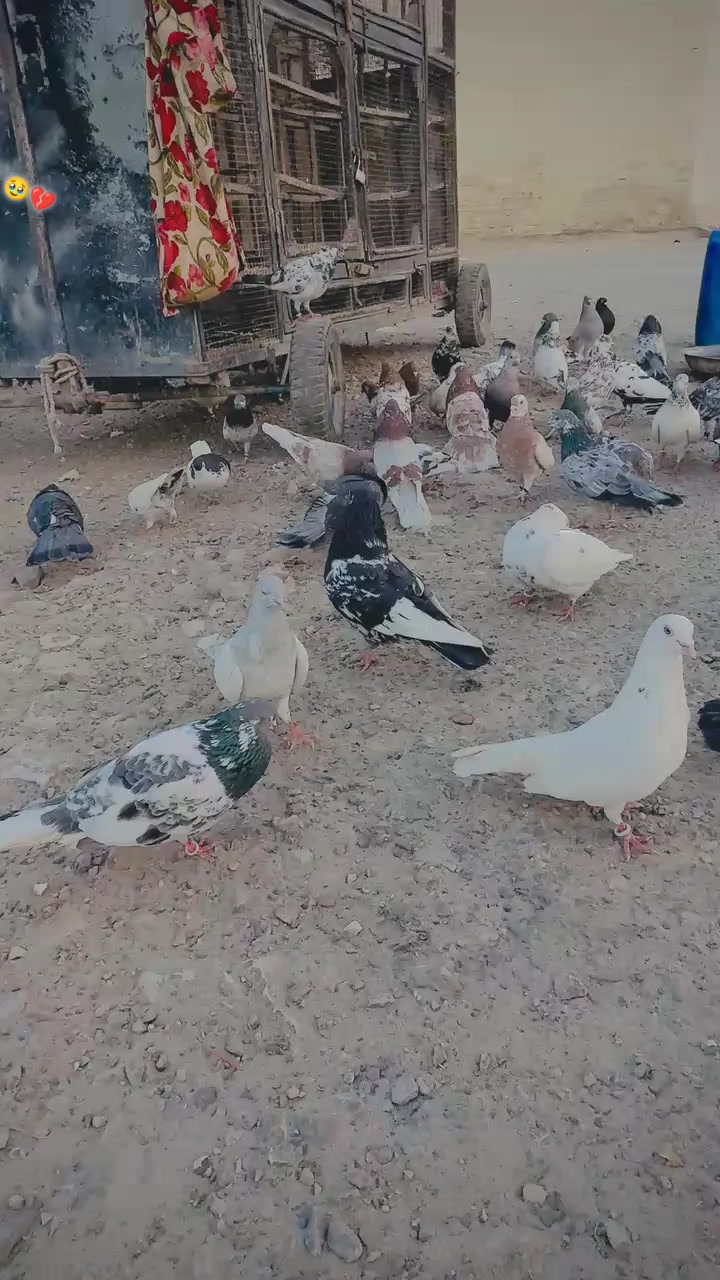 @عدیل رحمن لیہ وال کبوتر باز