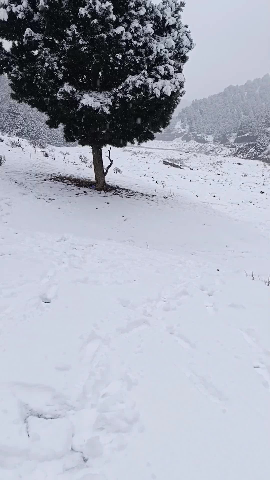 @ᴋᴀʟɪᴍ🕊️