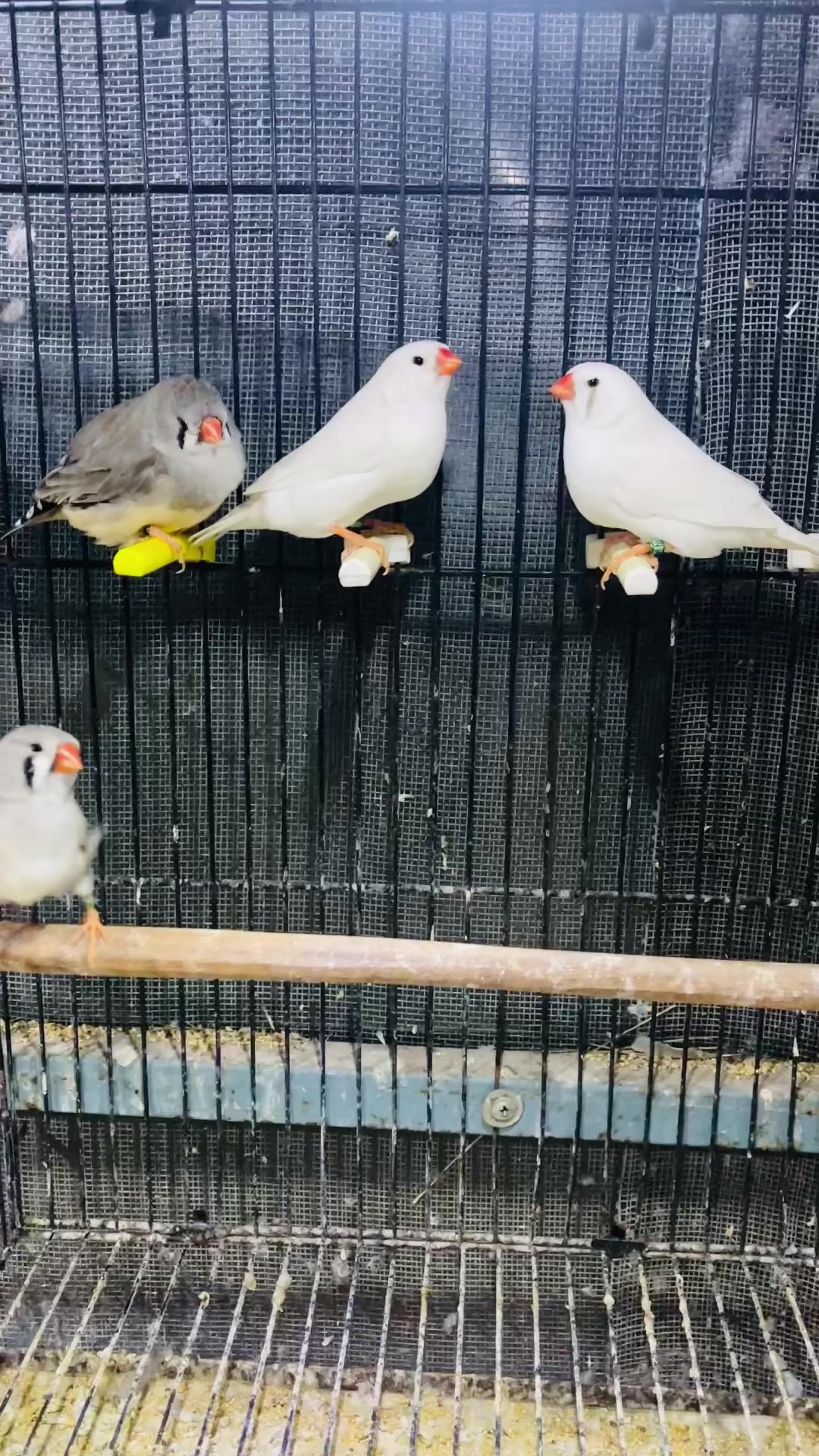 @Lala Aviary