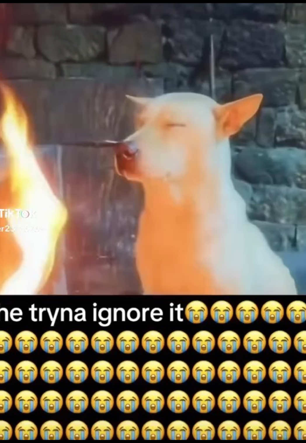 @кэтал