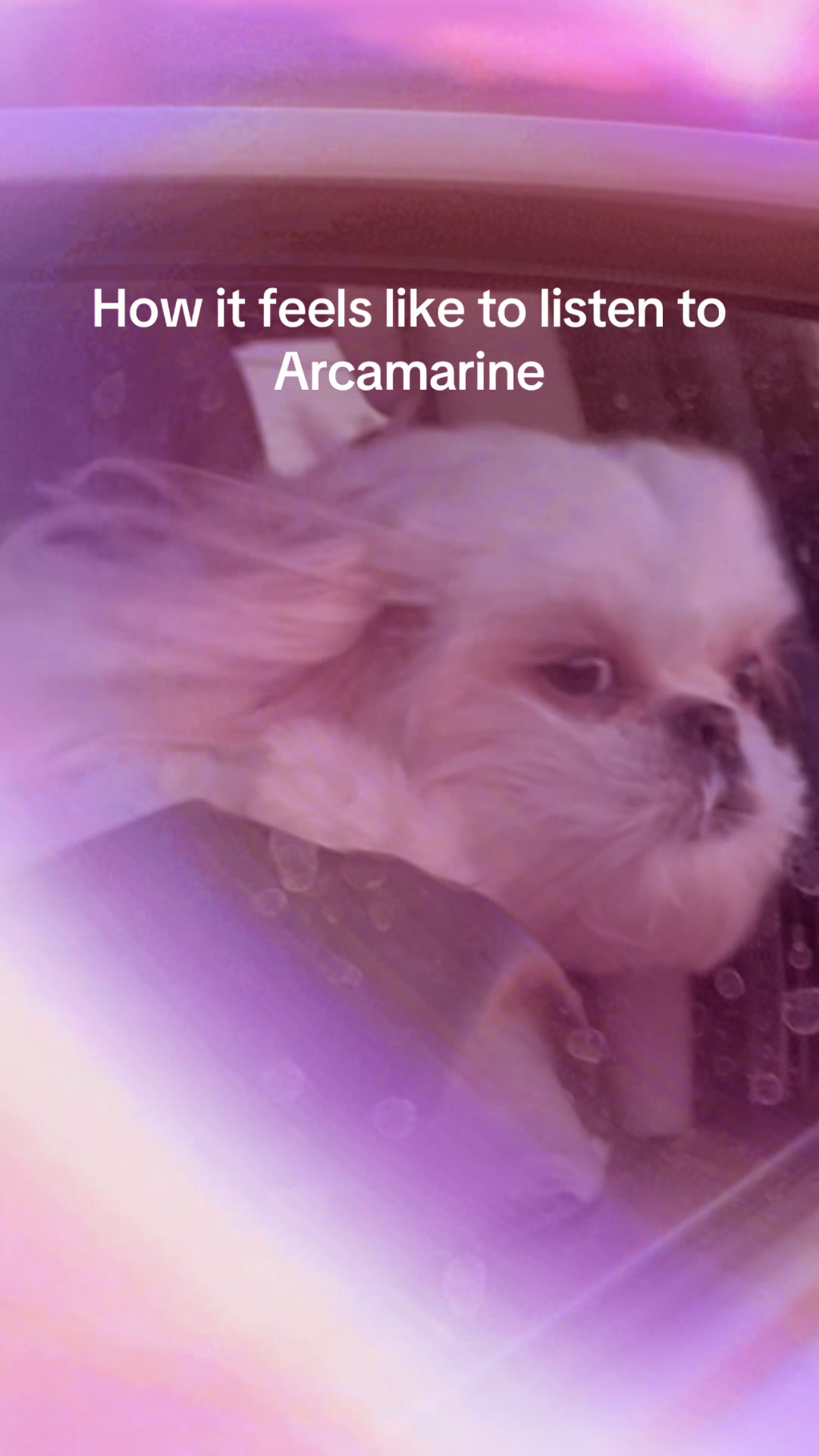@Hugh the Shih Tzu