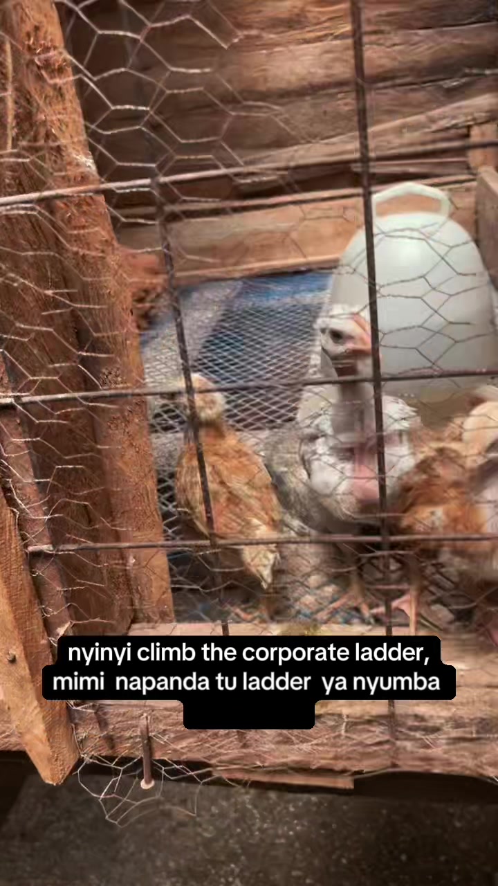 @nyataigee