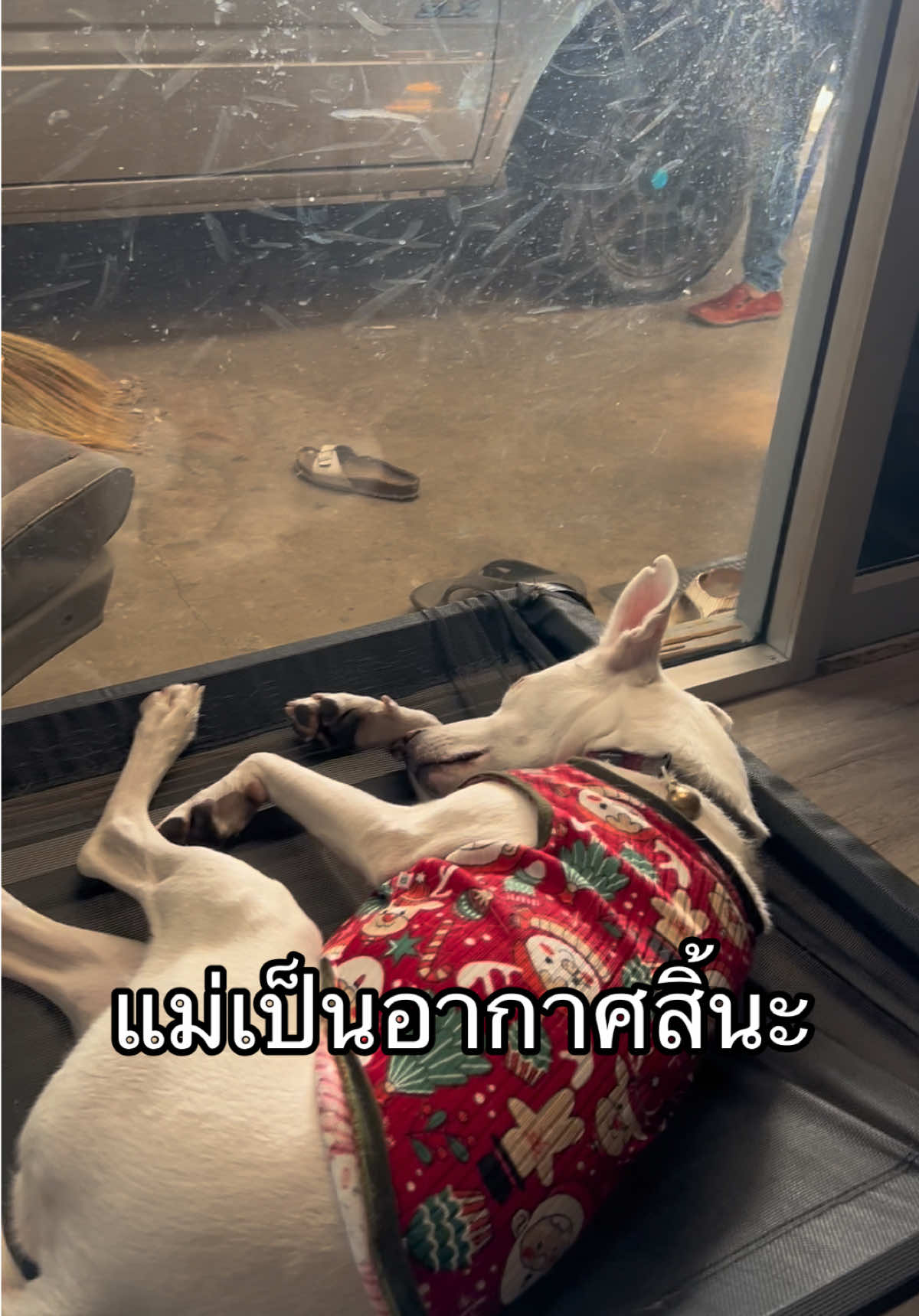 @มะลิตาฟ้าาาาา🐕🐶💫