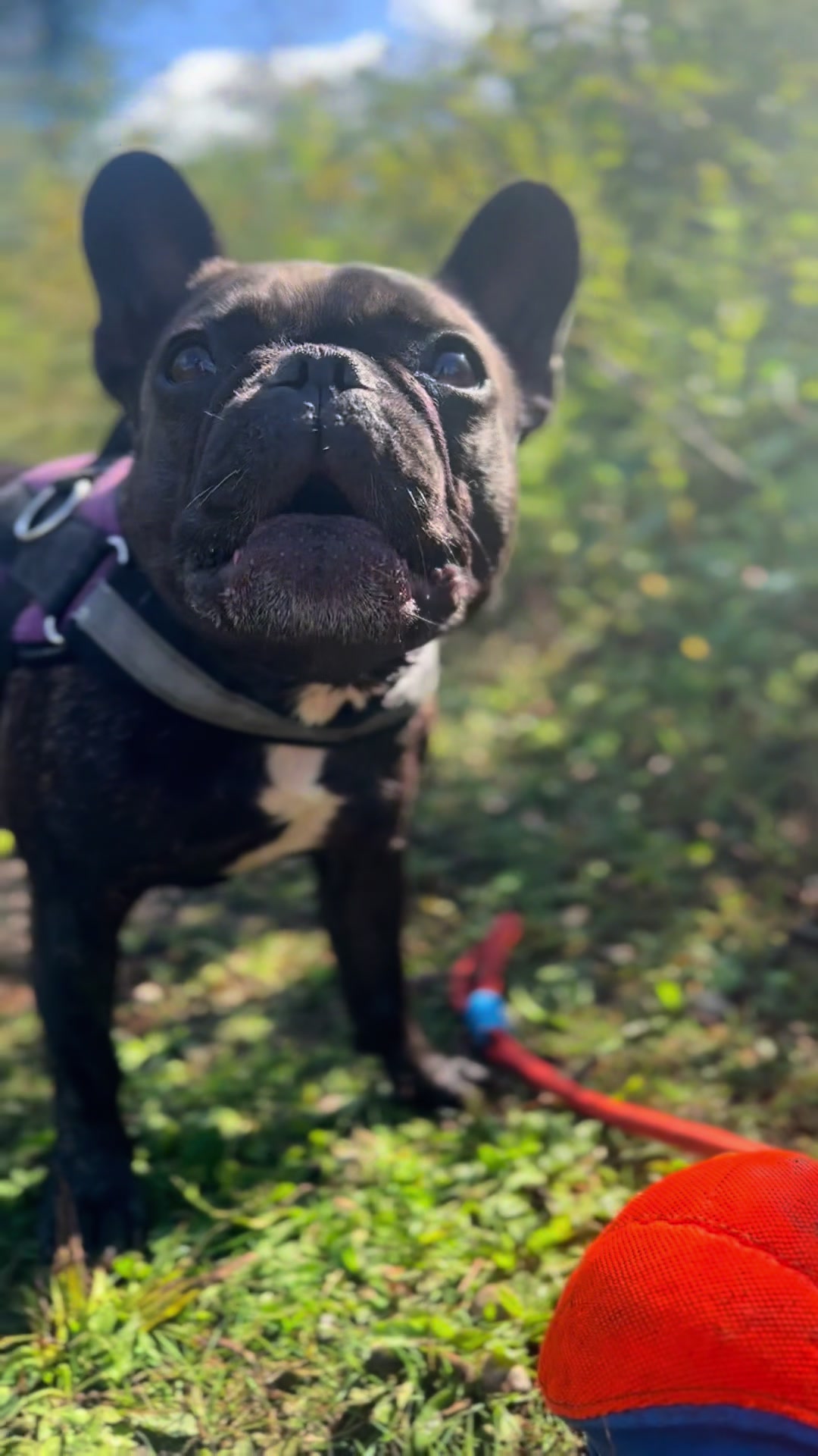 @Lucy the Frenchie