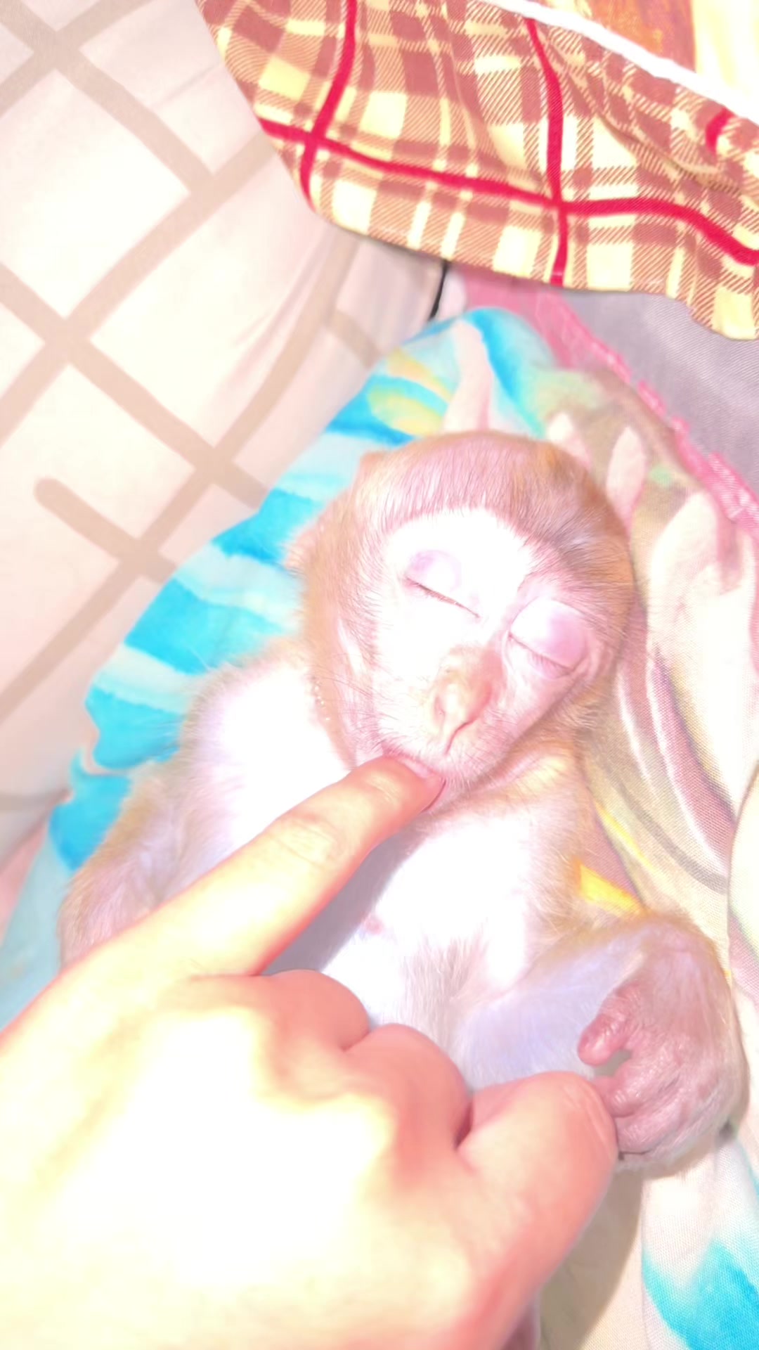 @Michelle🐒