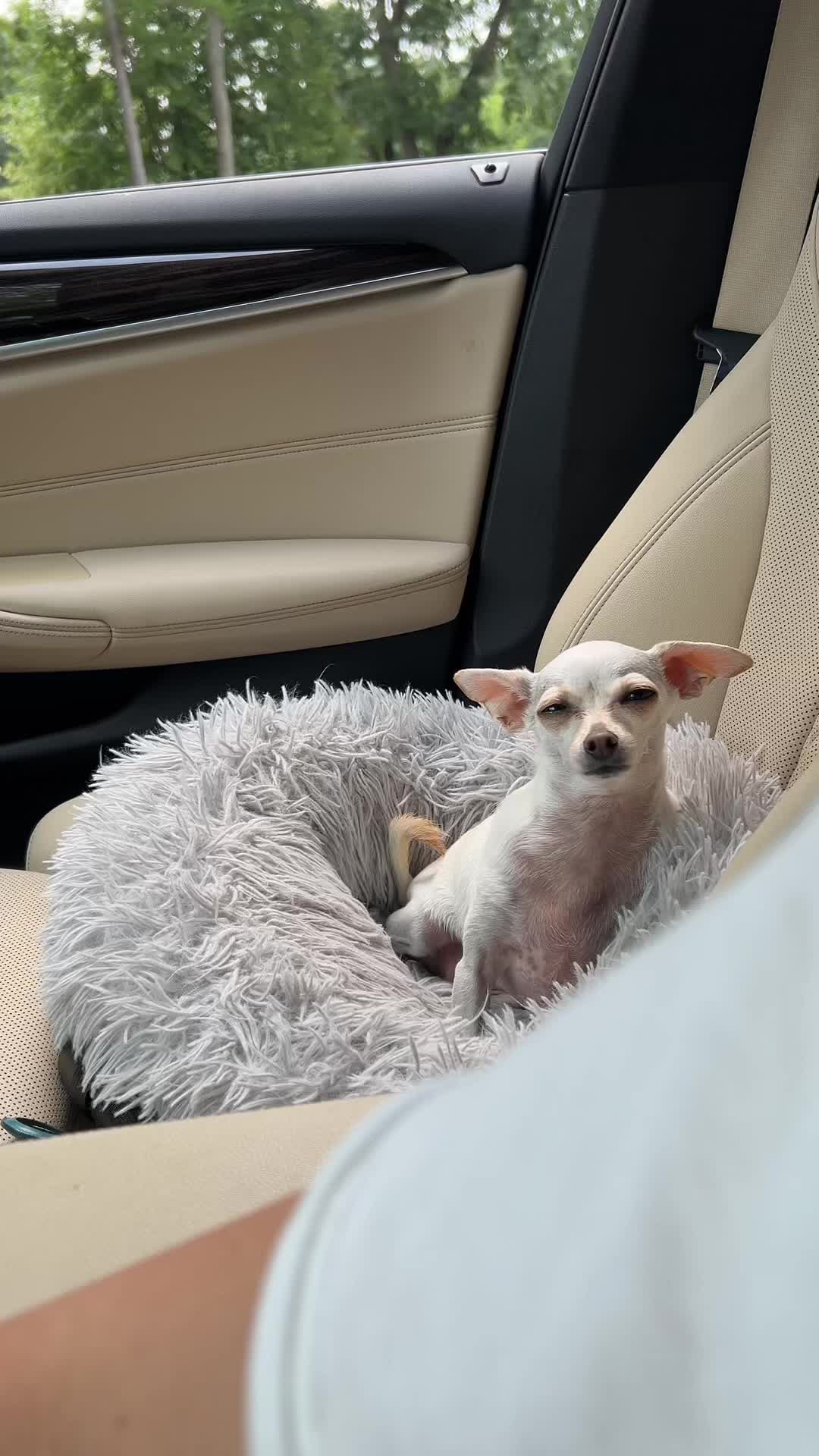 @TBD the Rescue Chihuahua