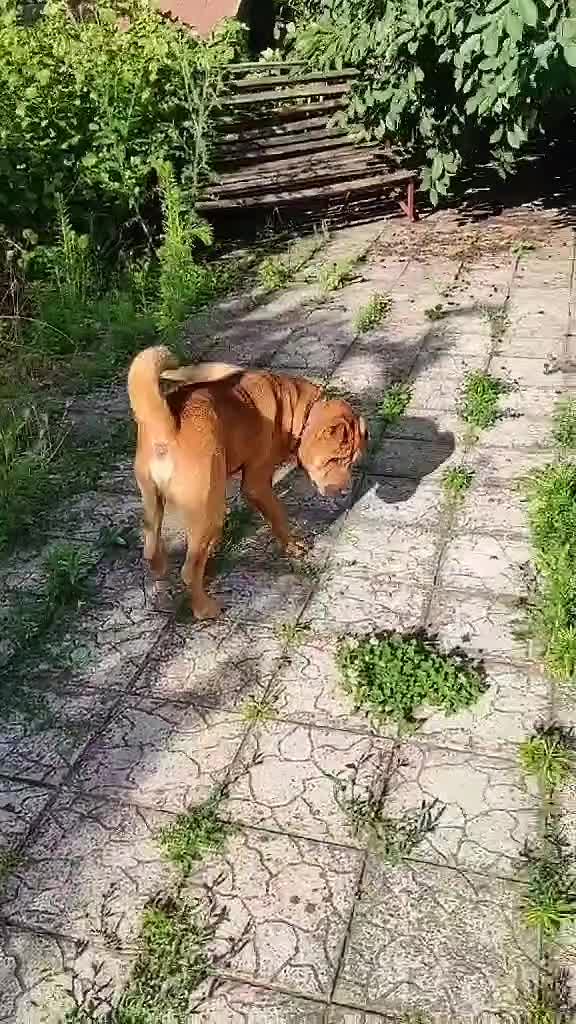 @Николаевич