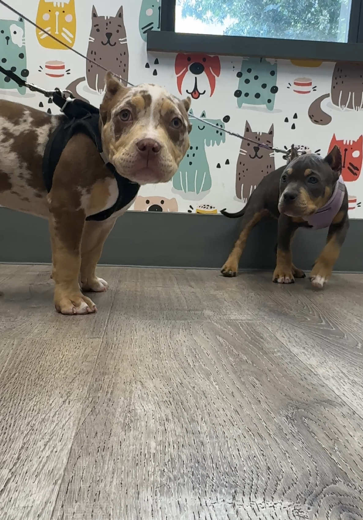 @Snodgrass Vet