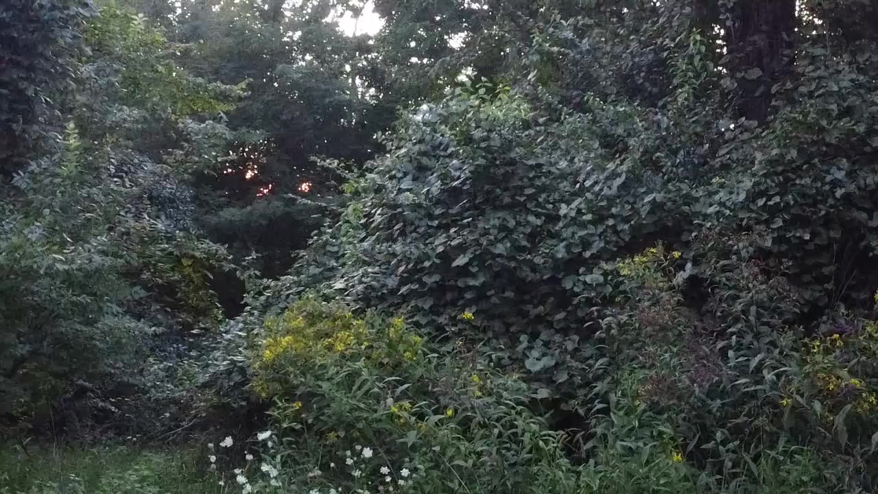 @Dodger331