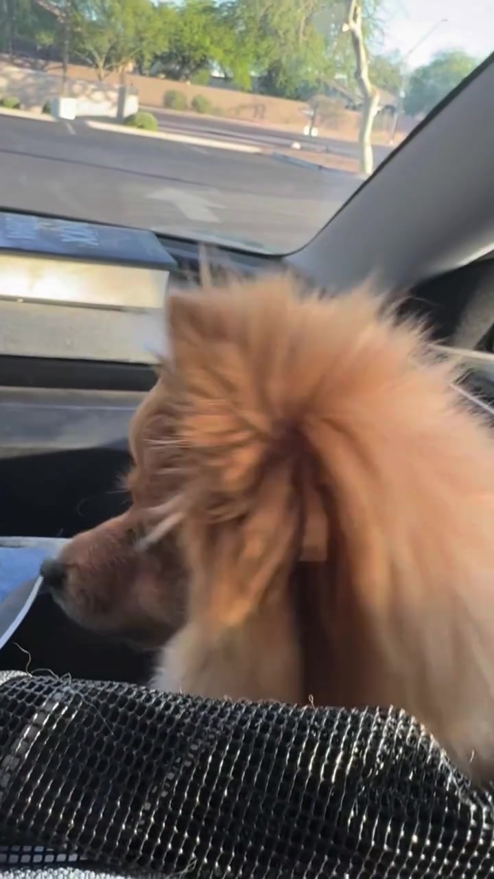 @tiffanysdiamonddogs