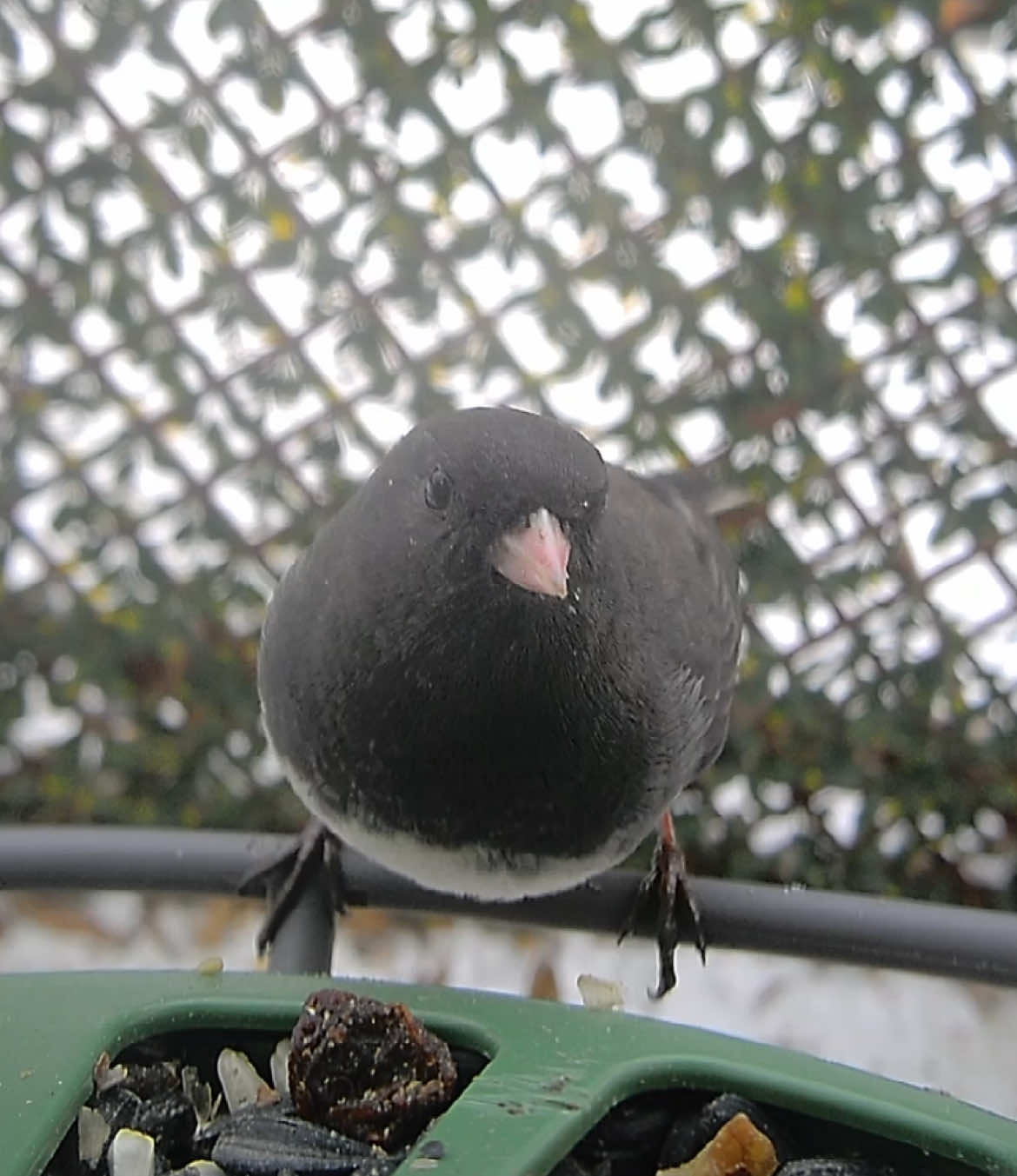 @The Bird Cafe