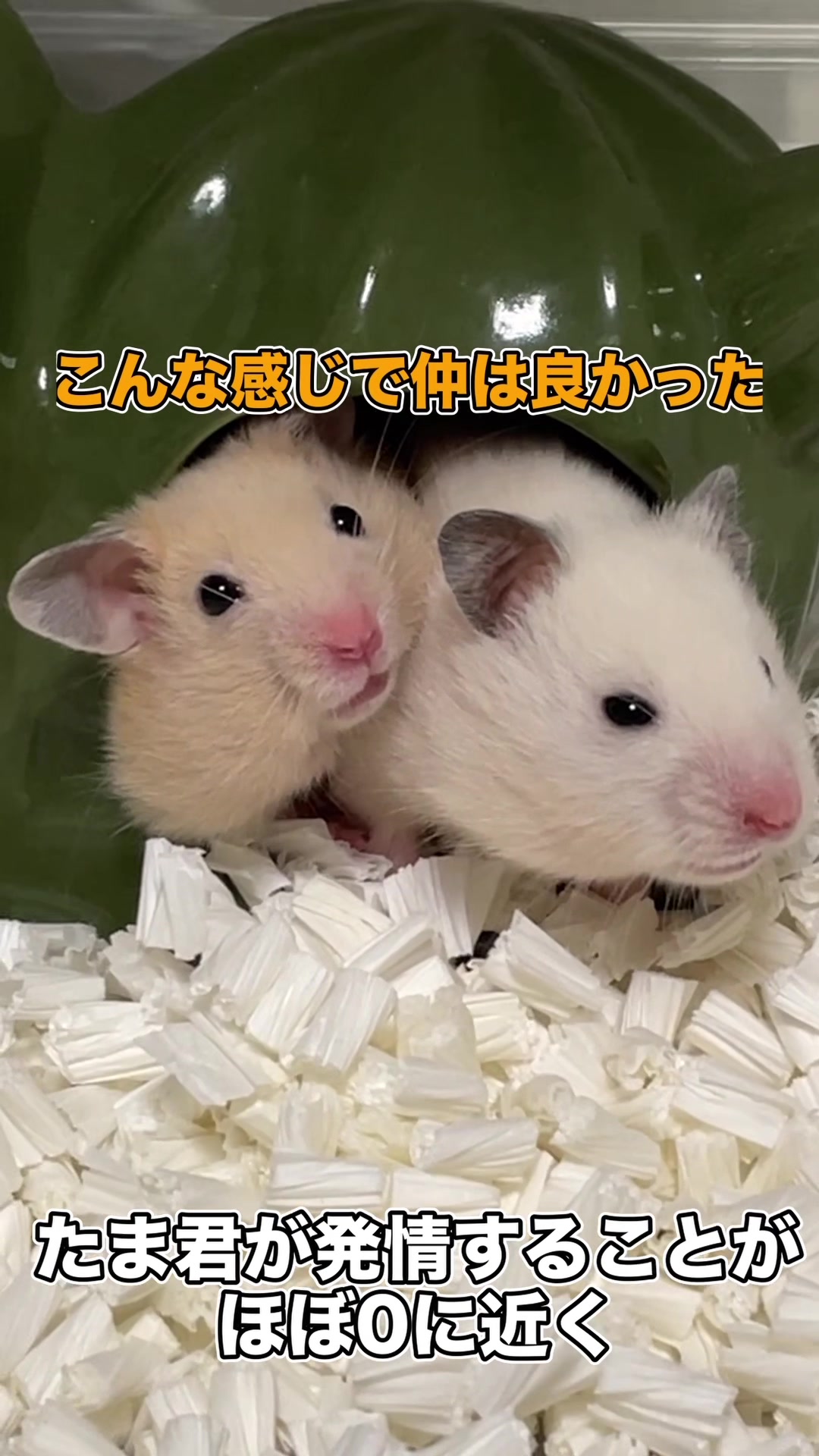 @はむはむパーク