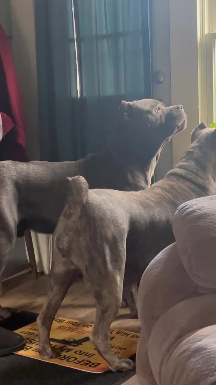 @Alpha Z Kennels