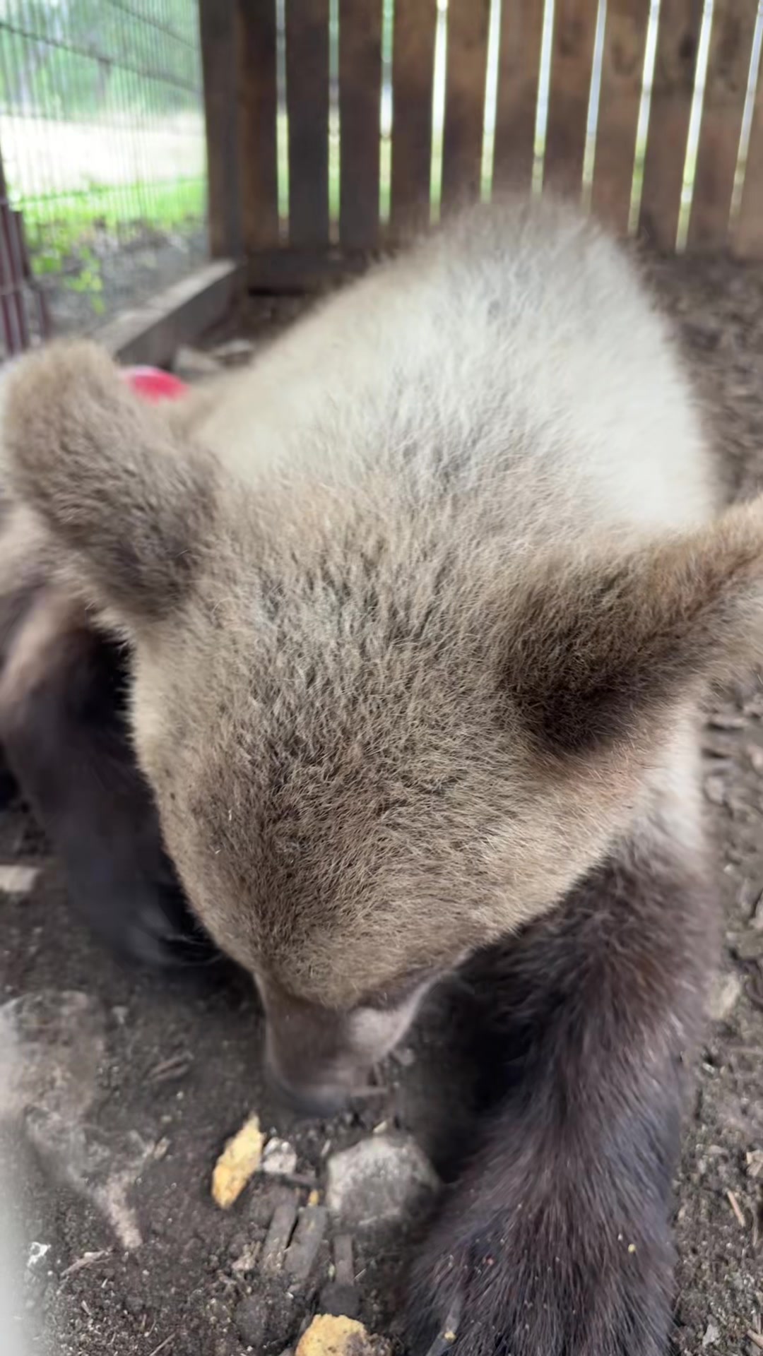 @Texas Wildlife Park