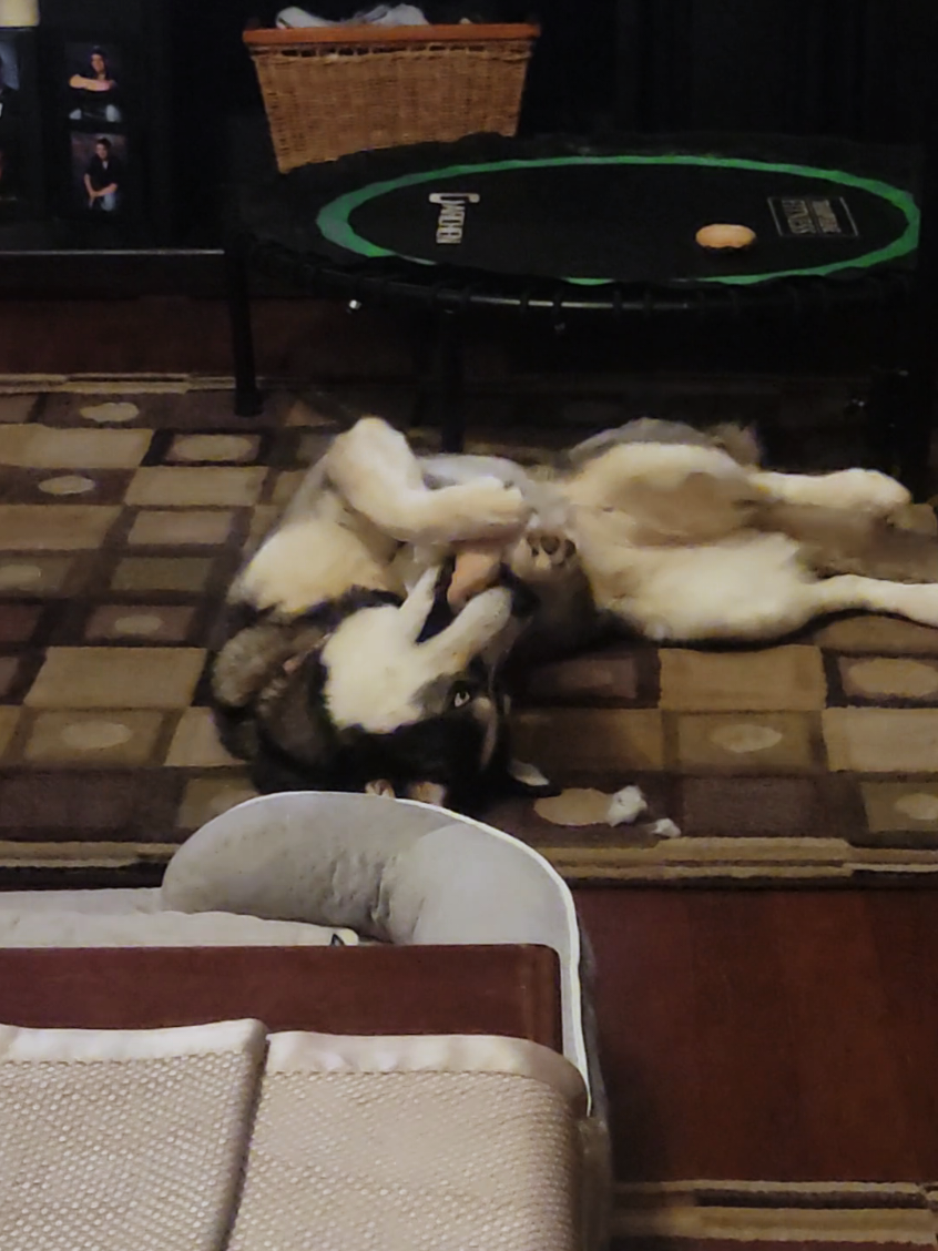 @the Hussey Husky