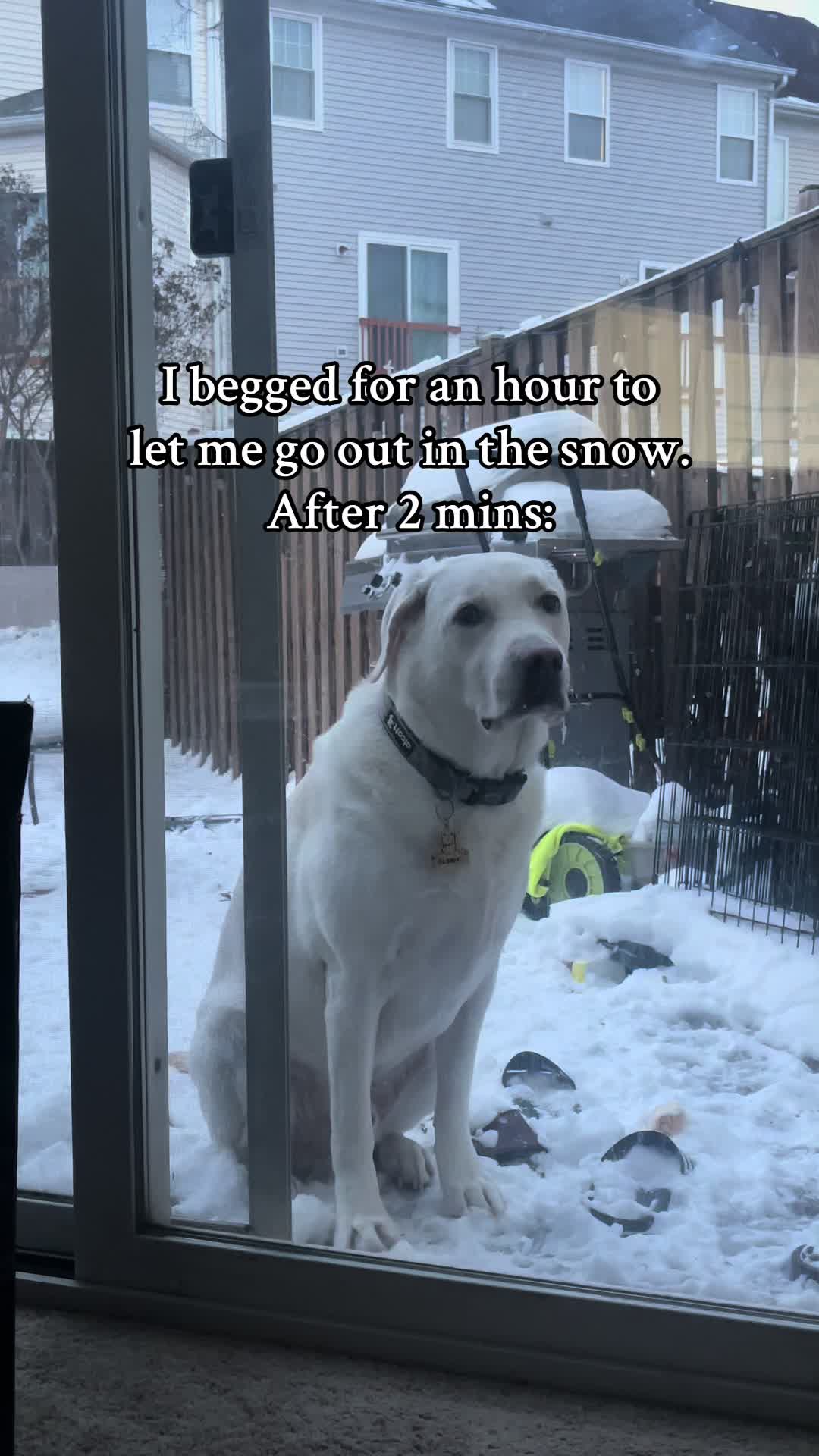 @Buddy_the_lab