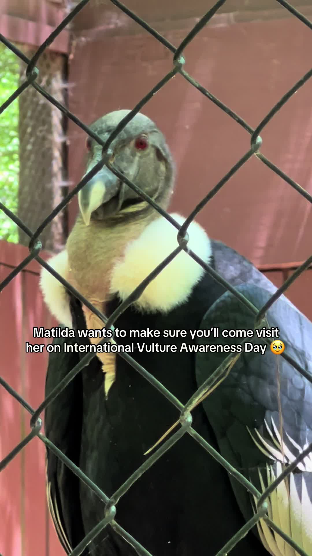 @Carolina Raptor Center